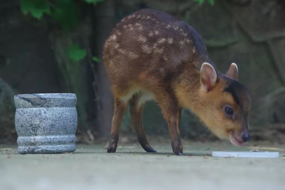 小黄麂