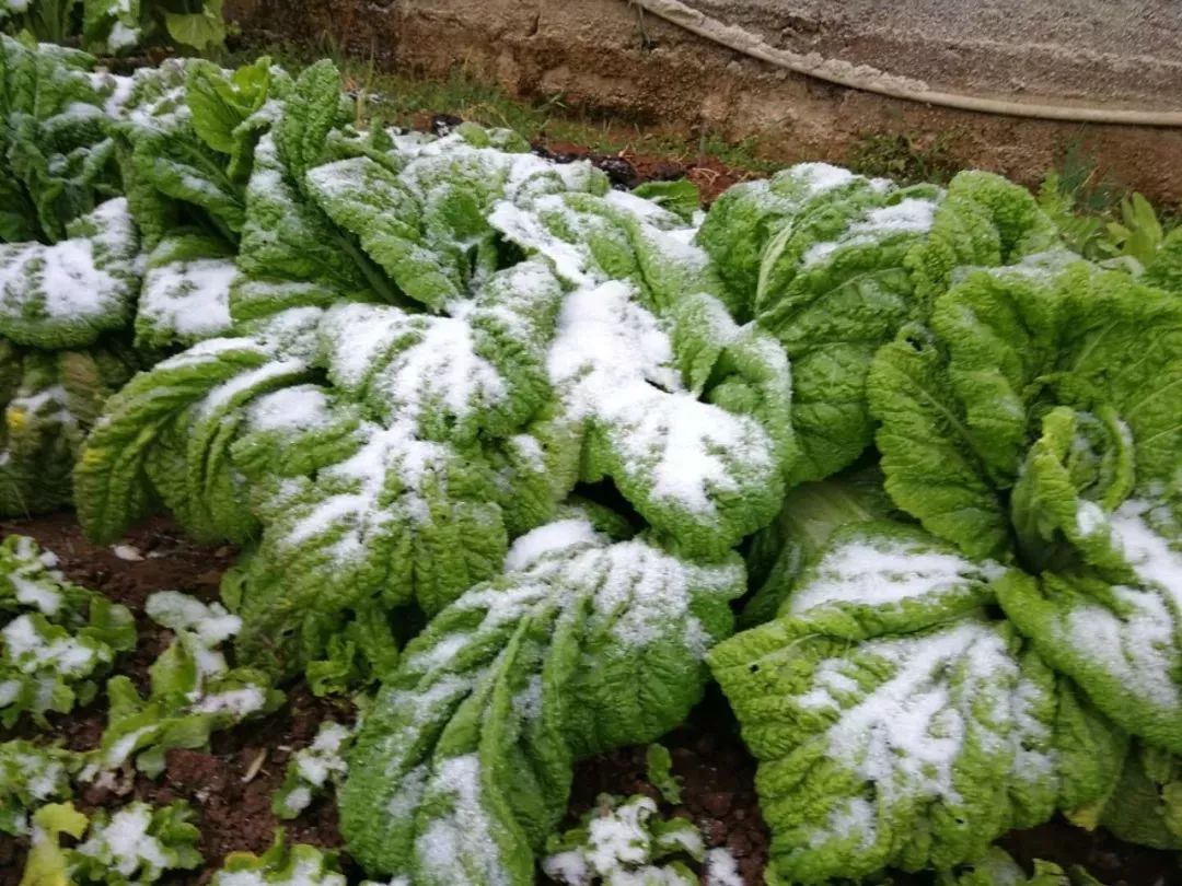 此次降雪对攀枝花农作物有哪些影响?