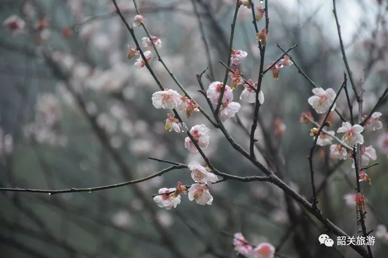 梅花 凌寒独自开  1  南雄梅关古道 观赏期:2月 地址:南雄市东北方向