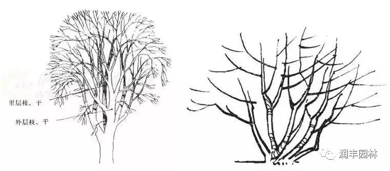 了解树木的外轮廓形状,整株树木的高宽比和干冠比,树冠的形状,疏密和
