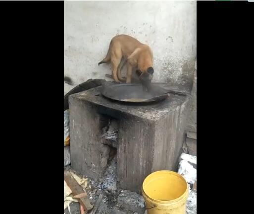 狗狗跑灶偷吃猪食,烫的不敢下口,在灶台左右徘徊