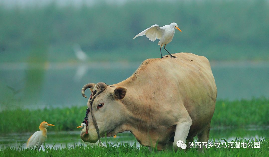 西乡牧马河湿地公园——野生动物理想的栖息地