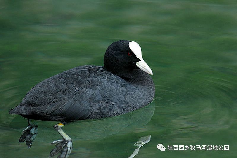 黑水鸡省重点