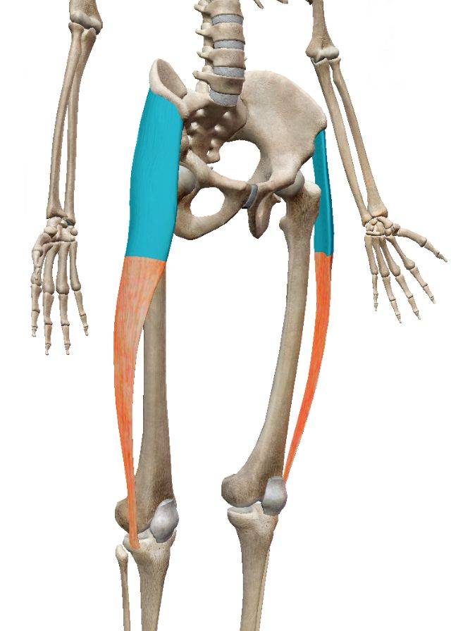 起点:起自髂前上棘,在股骨上,中1/3交界处移行于髂胫束,位置:阔筋膜张