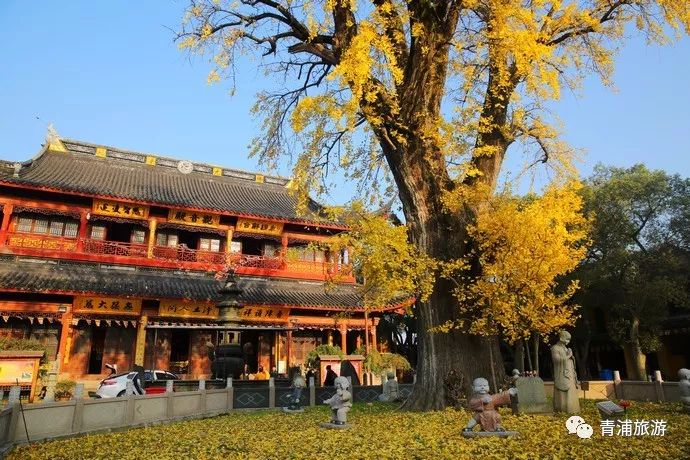 香火券5元庄严寺丨两两相望兄弟树庄严寺,位于上海市青浦区西南边陲