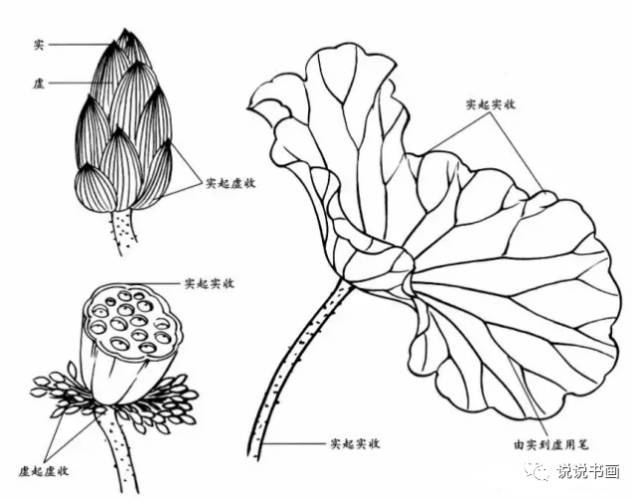 三,荷花的结构:四,花蕾生态:初开的花冠花瓣排列整齐,盛开的荷花花瓣