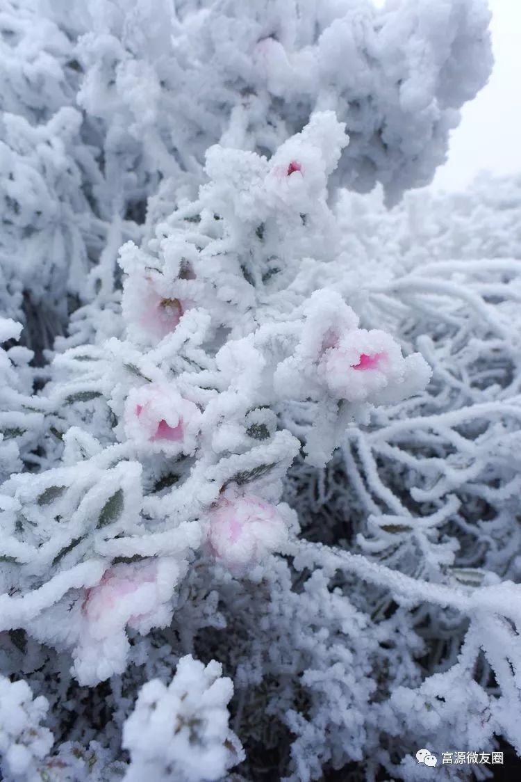 富源不光下起的冻雨,还飘起了雪花,之后路面上积起了一层厚厚的冰凝