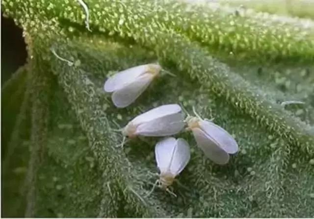 老刀注:目前白粉虱已成为温室,大棚及露天蔬菜的主要害虫,危害程度呈