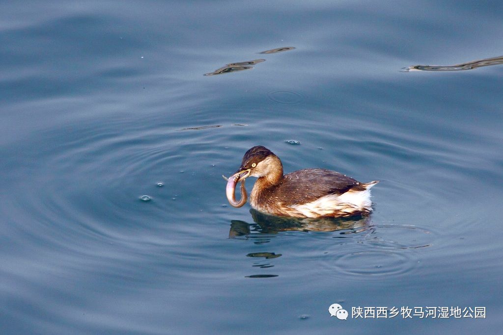 西乡牧马河湿地公园——野生动物理想的栖息地