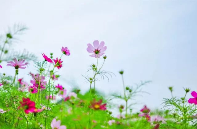 赏花~江门新会双水这片花海,看过的人都说,美到犯规!