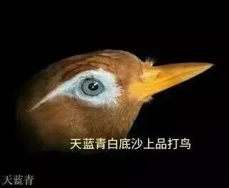 灰白沙极品画眉鸟眼