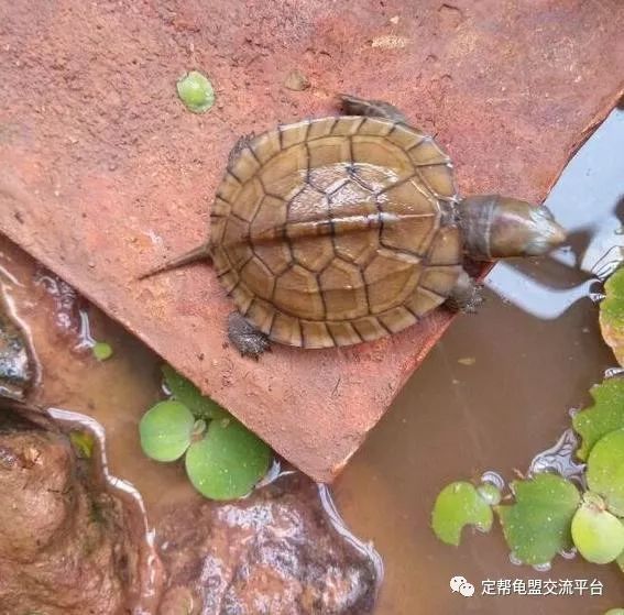 龟友分享——泥水养龟的经验总结