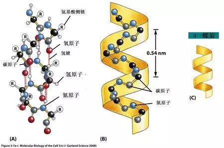 作为生命组成的基本单位,20多种氨基酸几乎都具有手性的特点,除了极