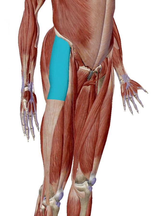 解剖知识丨阔筋膜张肌二