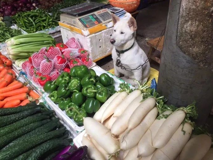 猫咪看店卖货,冻得烤火,狗狗守摊卖菜……都是主人的贴心小棉袄!