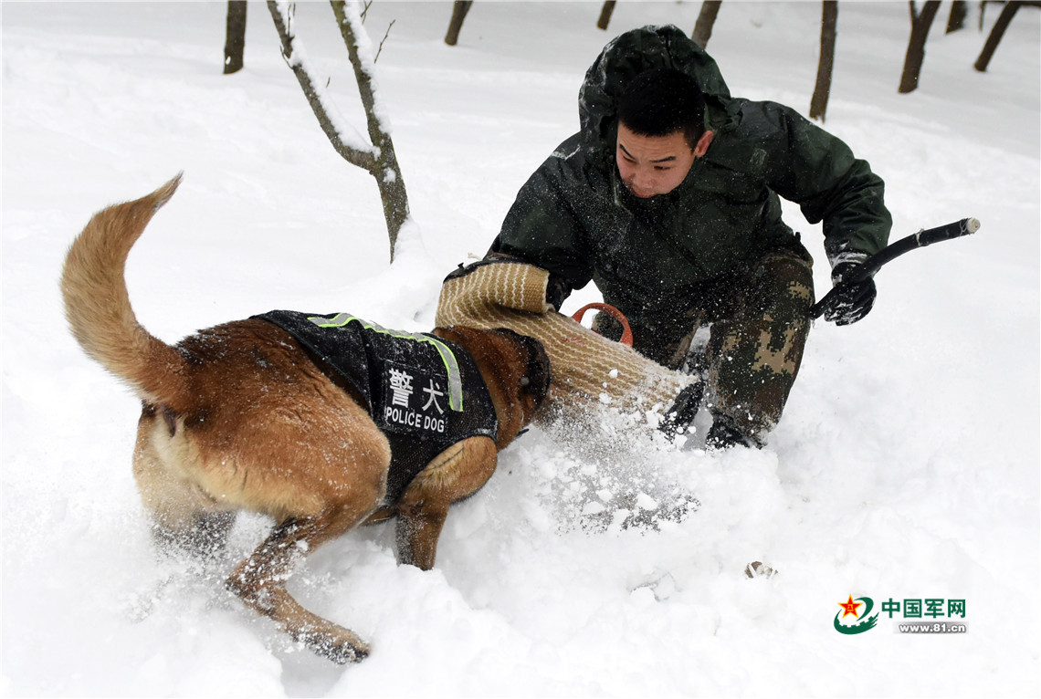 1/ 12 1月27日,武警安徽总队机动支队警犬班班长王营广带领警犬"鲁克"