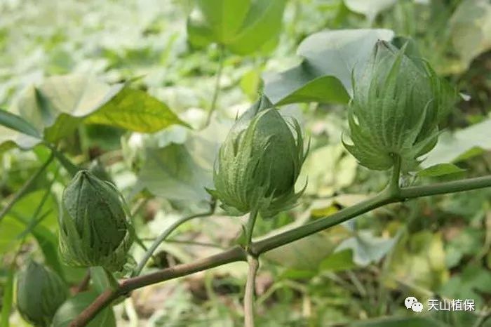 社会 正文 棉花在适宜的环境条件下,主茎能向上持续生长,不断地生长果