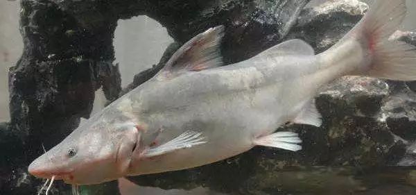 长吻鮠(leiocassis longirostris)属鲶形目,鲿科,鮠属,又名鮰鱼.