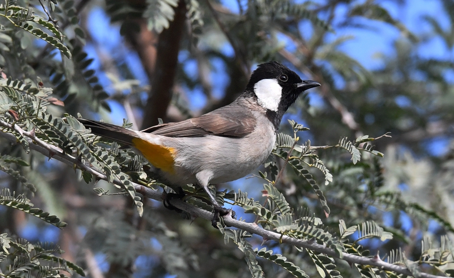 黑冠山雀(学名:parus rubidiventris)为山雀科山雀属的鸟类.