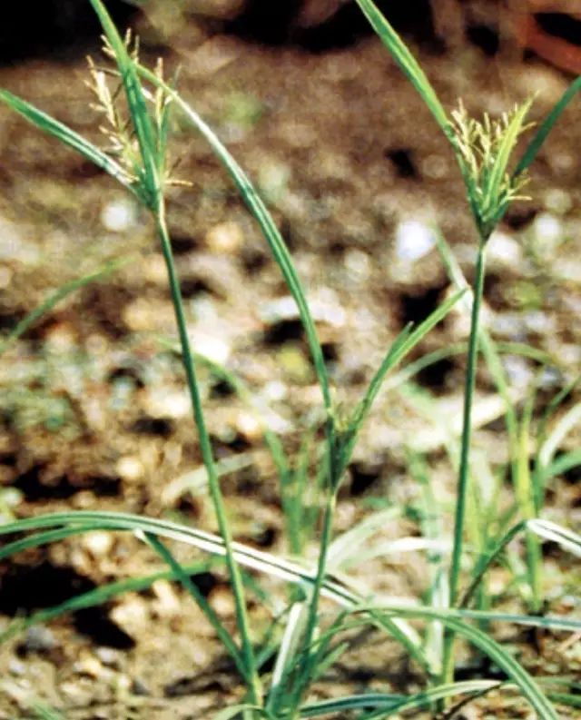 相关名  香附,香附子,草附子,附米,莎草根,黑香附,雀头香,候莎,夫须