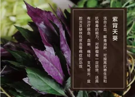 药食同源,浑身是宝的高档蔬菜:"紫背天葵"的前世今生!