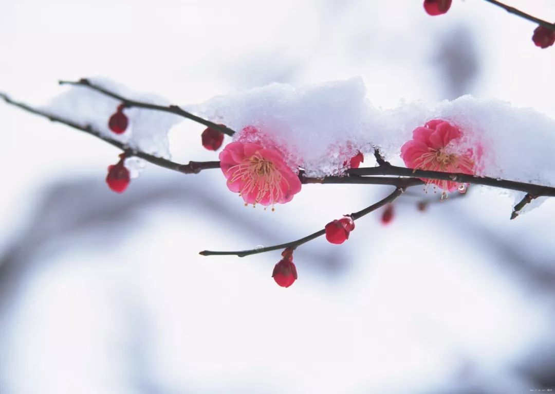 "傲雪"的梅花 真正的梅花是指早春开在枝头的五瓣小花.