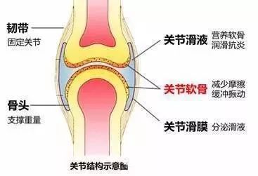 所以说:强直性脊柱炎患者认识关节软骨,及关节软骨损伤是非常重要的!