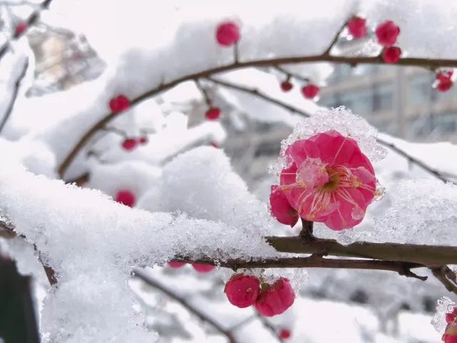 东软花事之【1月·暗香浮动的梅花】