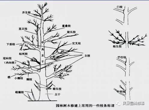 园林植物整形修剪的那些事儿