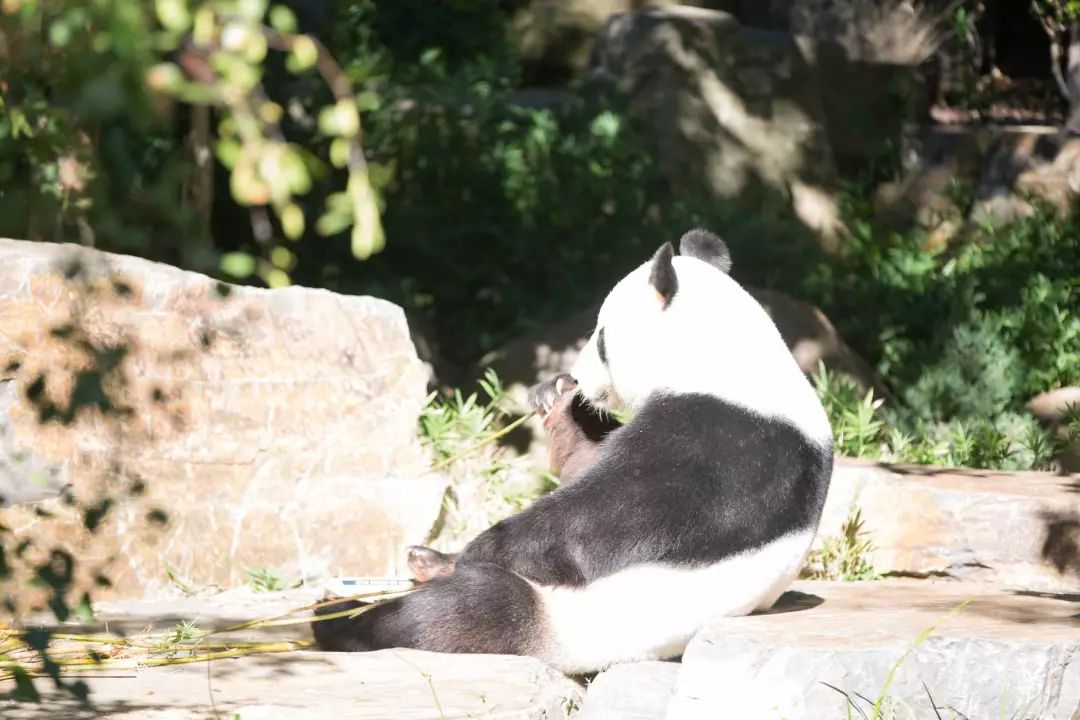 记者拍下的大熊猫生活照,晒太阳,吃竹子呀(摄影:王晓童)