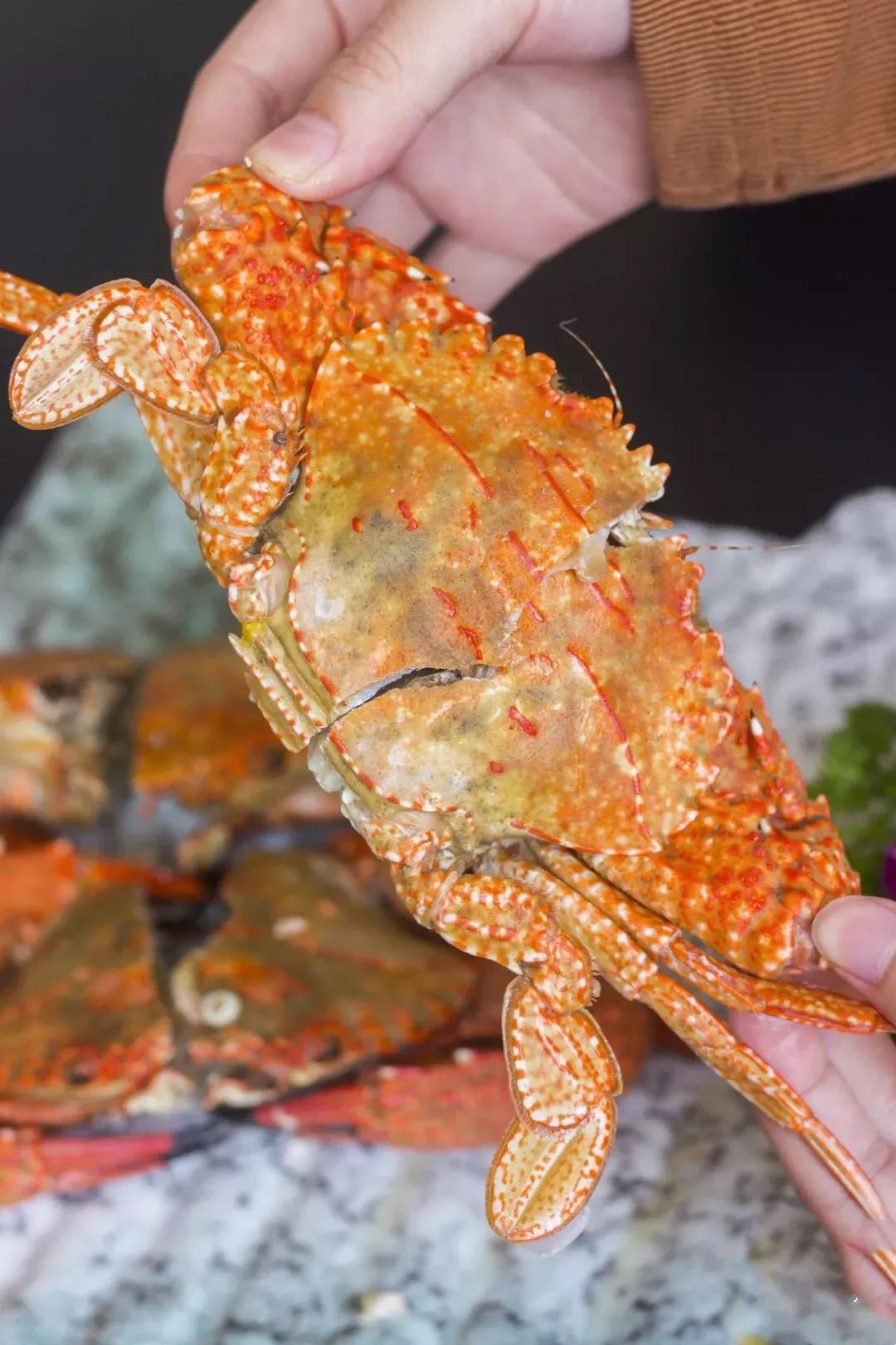 野生大石鲟,野生红蛏,小象蚌等数不