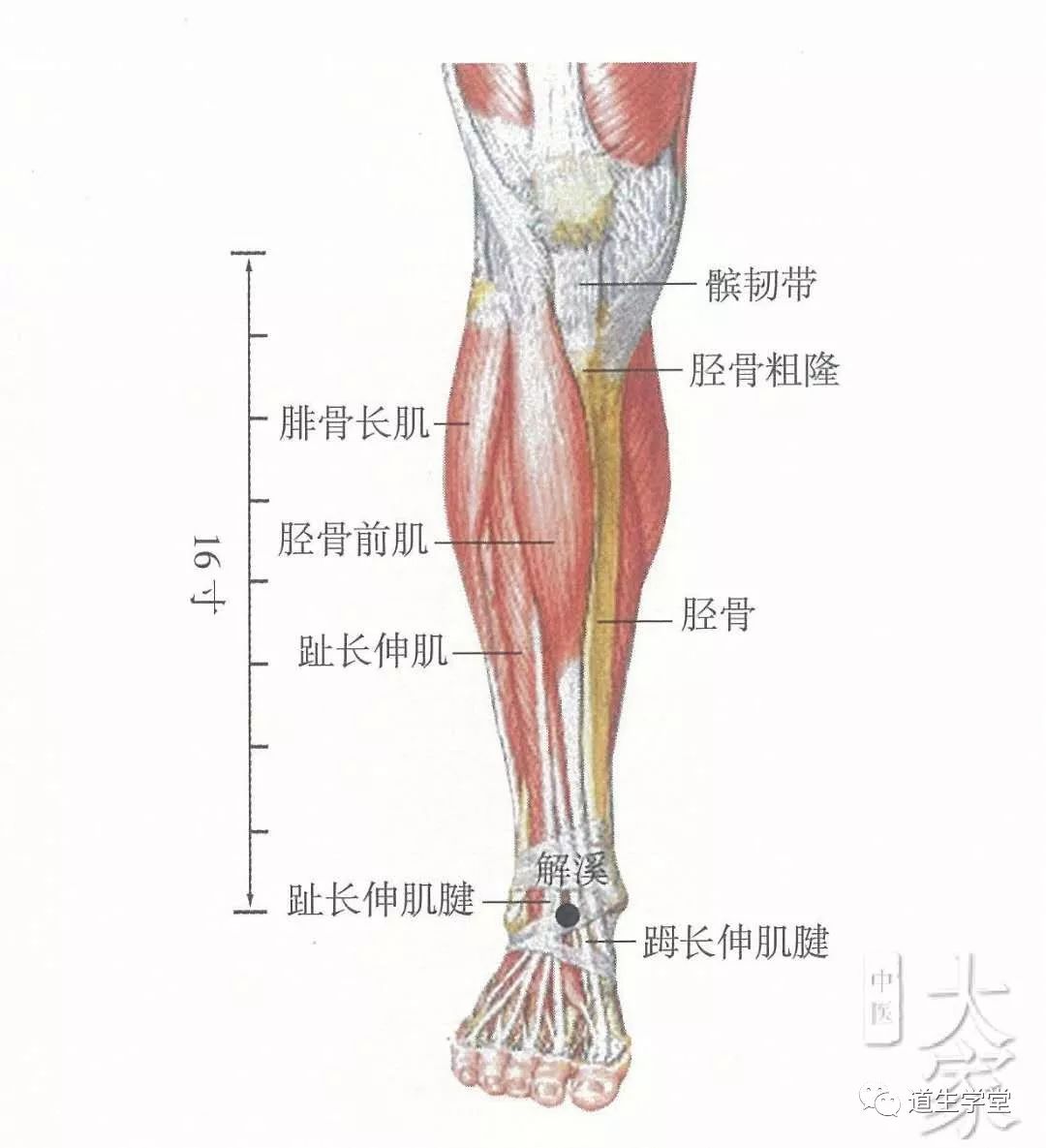 在足背与小腿交界处的横纹中央凹陷中,当(踇)长伸肌腱与趾长伸肌腱