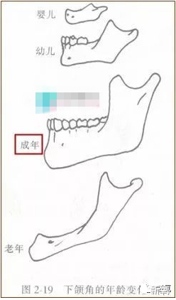 成年人的下颌骨是不是有非常的明显的发育