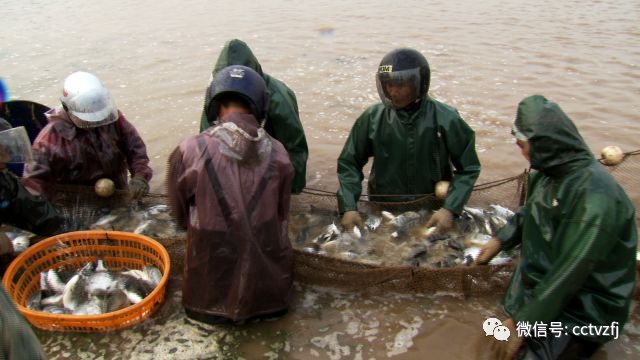 养鱼致富经_致富经养鱼一年多赚1000万_致富经养鱼