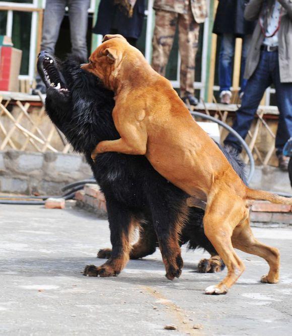 中国神犬对美国恶霸犬种,结局却是大伙都预料到的一样