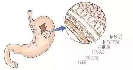 相互作用的网络体系 胃粘膜的解剖结构构成了这个网络的基本骨架