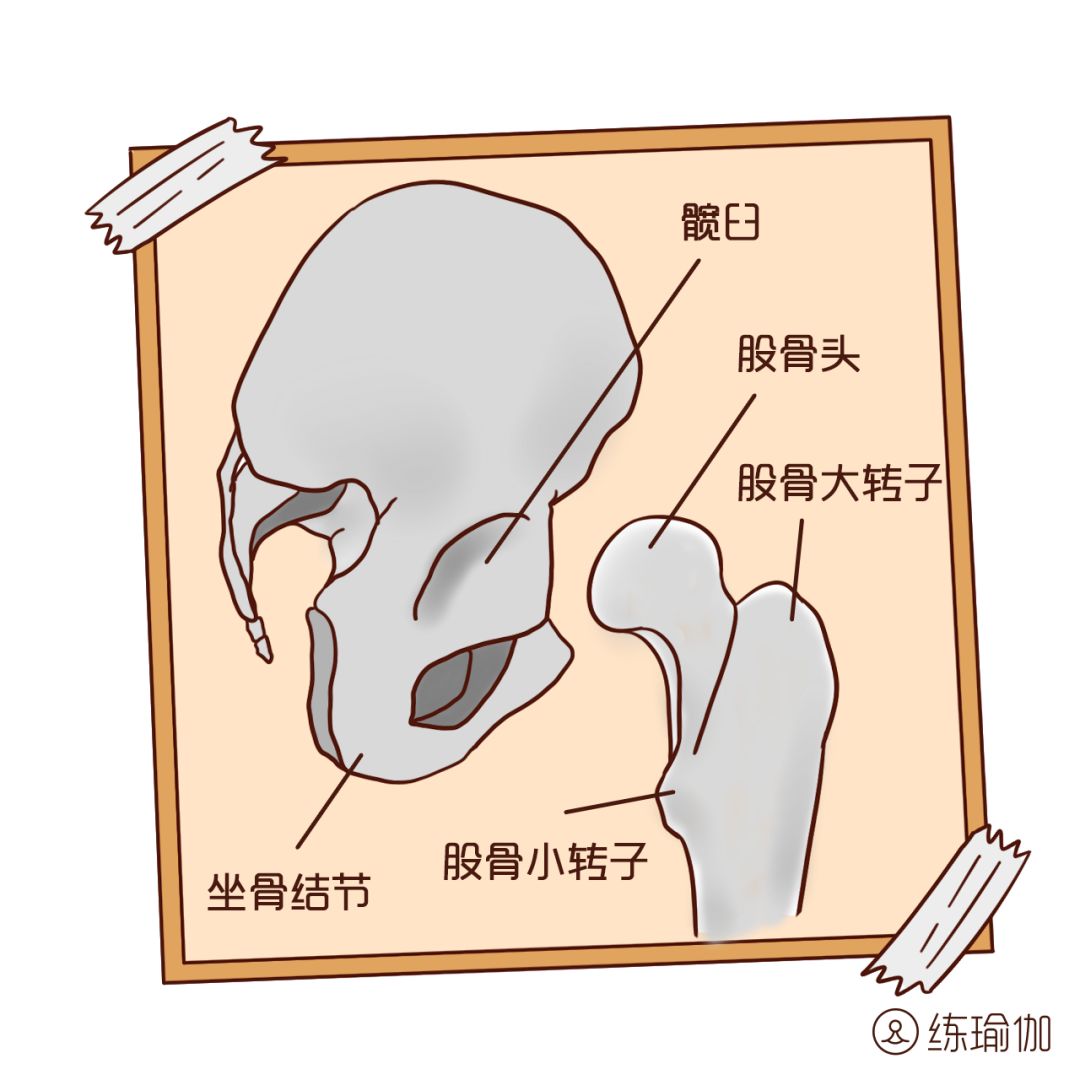 开髋的6个方向,你真的是髋紧吗,髋开过度的危害及其