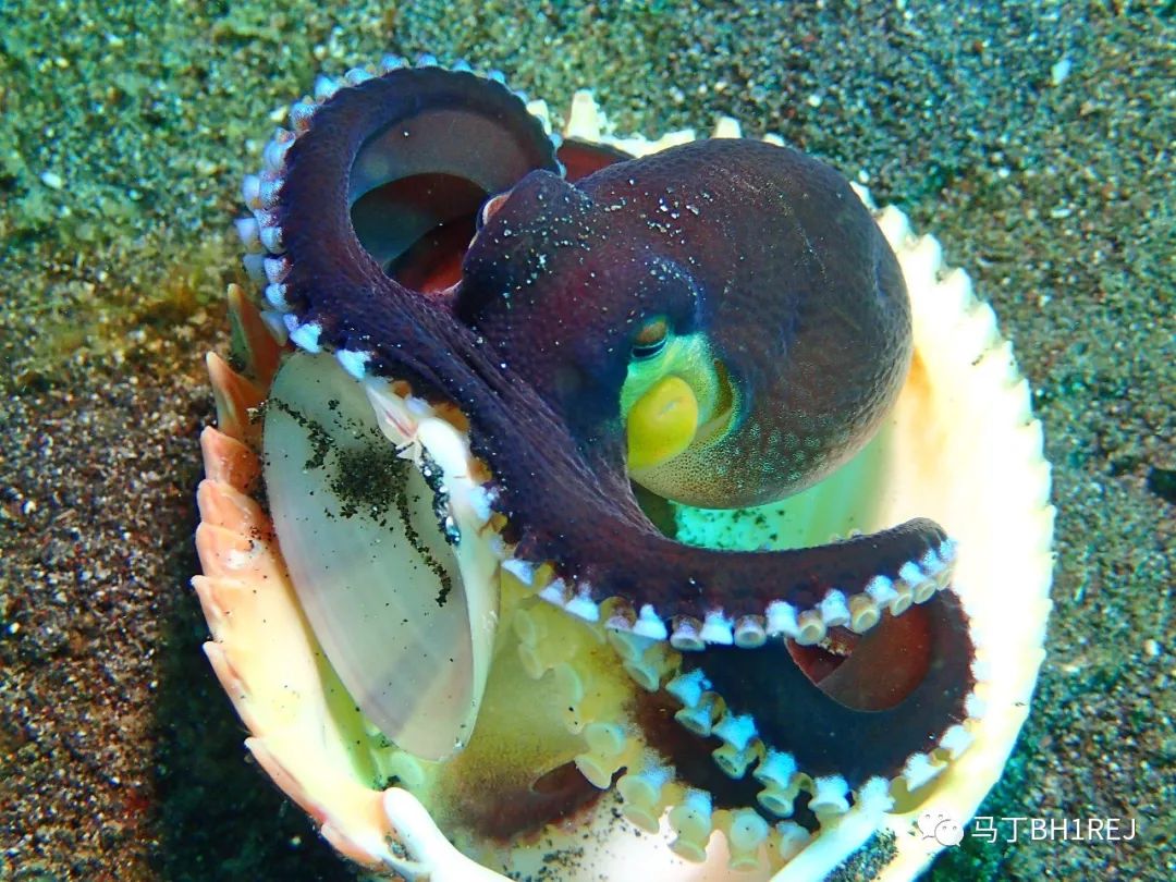 每日海洋百科|《蓝色星球》之椰子章鱼