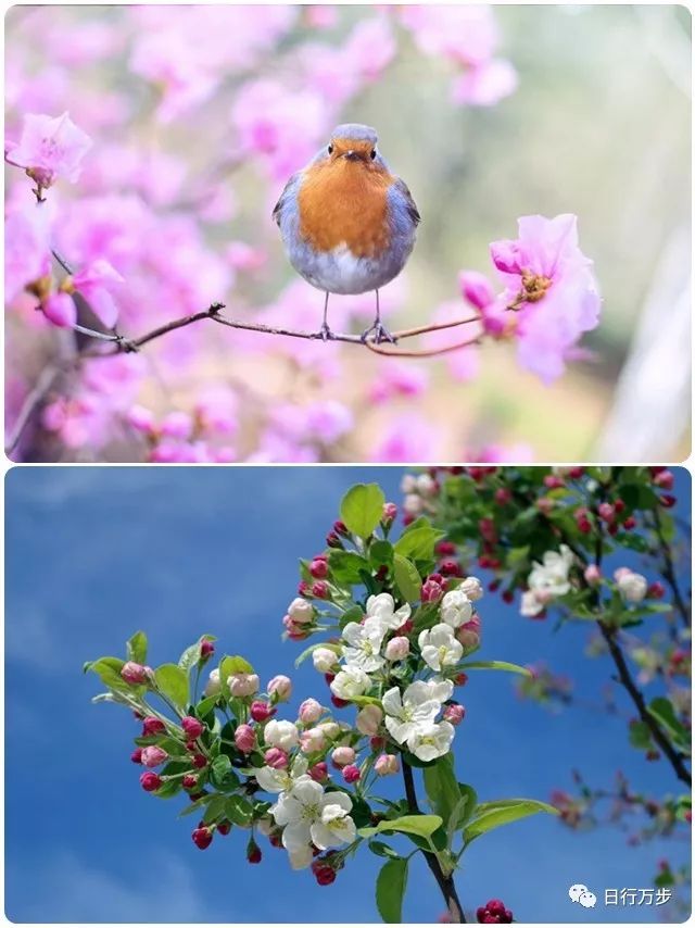 春已归来,轻轻道一声:春光好