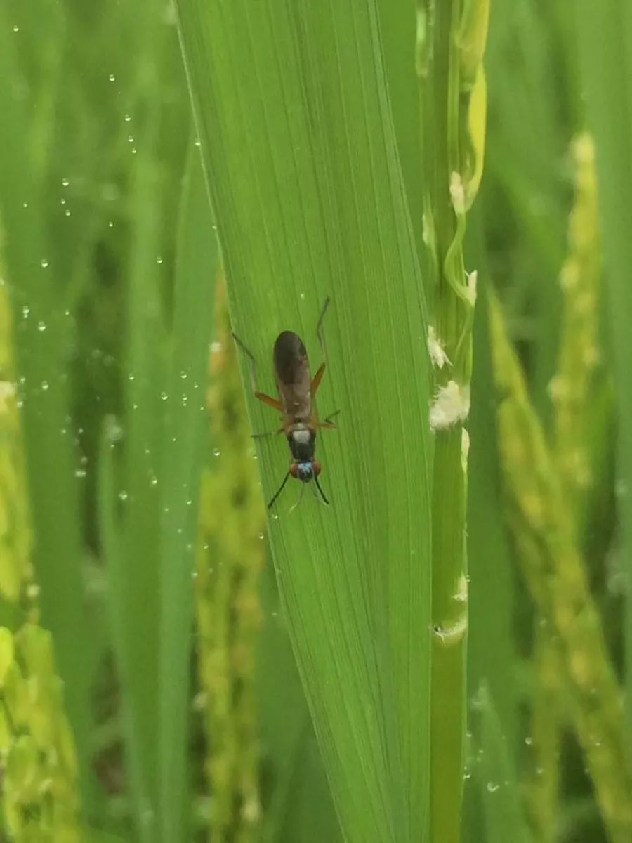 稻杆潜蝇成虫