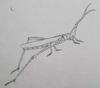 国画教程,蜻蜓和蚱蜢的工笔画法!