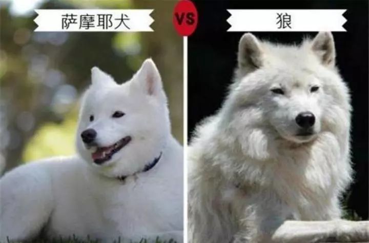 七种可以关在动物园冒充狼的犬类