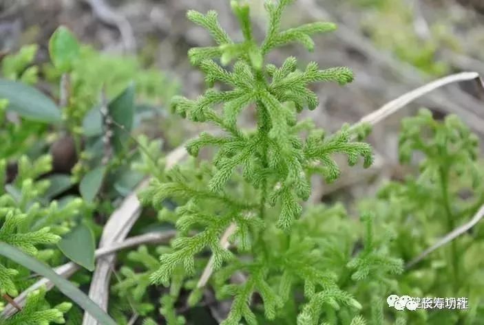 伸筋草为石松科草本植物石松的带根全草,因有舒筋活络作用,而得此名.