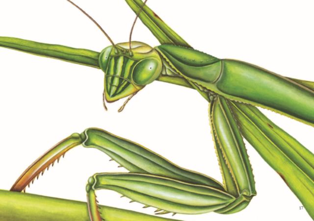 图片来自《昆虫的一生——螳螂》