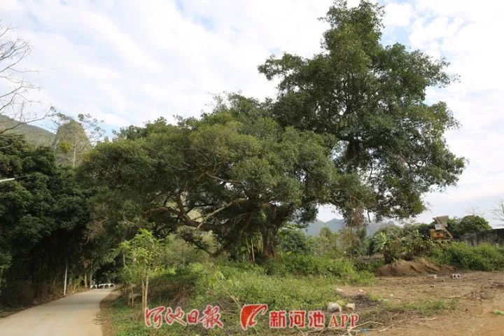 大化县贡川乡清坡村道路绿化情况.