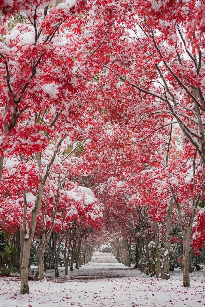 北海道早冬初雪,冬季恋歌,期待与谁的邂逅与告白?
