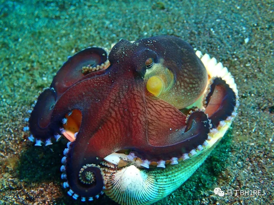 每日海洋百科|《蓝色星球》之椰子章鱼