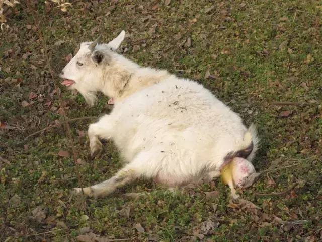 小羊出生后,始终伴随在母羊身边,由母羊带大.