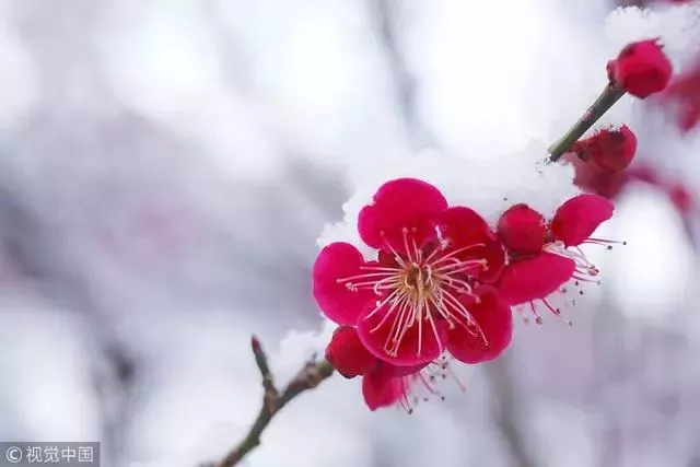 一枝梅一诗,凌寒独自开!