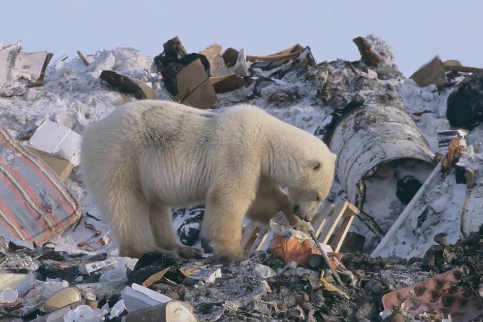 对于北极冰川融化,环境污染,垃圾汇聚,北极熊临危等现状,世界多国